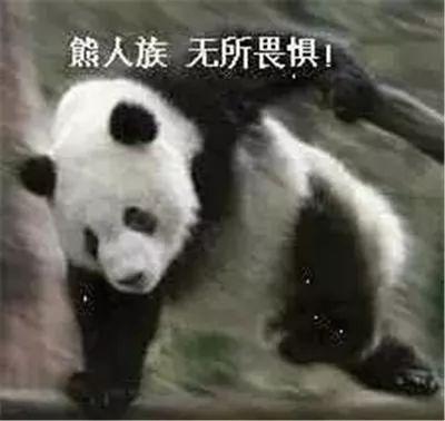 熊猫君吃瓜头像高清,萌态十足，高清头像诠释可爱魅力