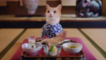 网红小猫咪手工,萌宠手工DIY教程