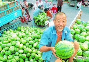 西安自产瓜果新闻头条,本地特色农产品受热捧