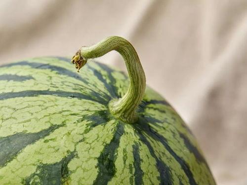 上海网红吃瓜视频