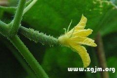 怀孕梦见吃小瓜,小瓜预示的奇妙寓意