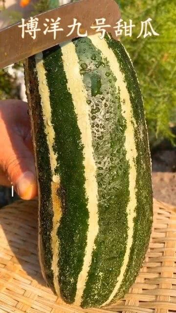 这是个什么瓜怎么吃,轻松掌握瓜类美食烹饪技巧