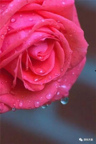 水晶玫瑰最新爆料视频